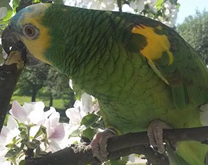 Fågel tuggar på gren